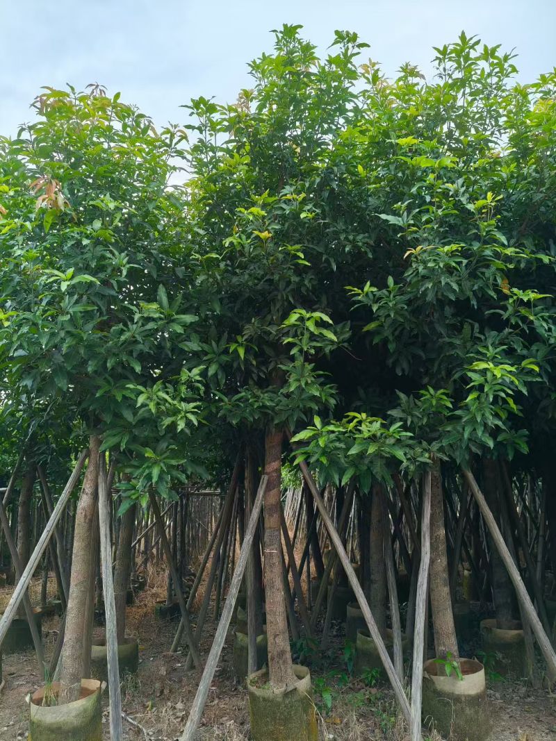芒果树10-12公分出售自家货源可视频看货