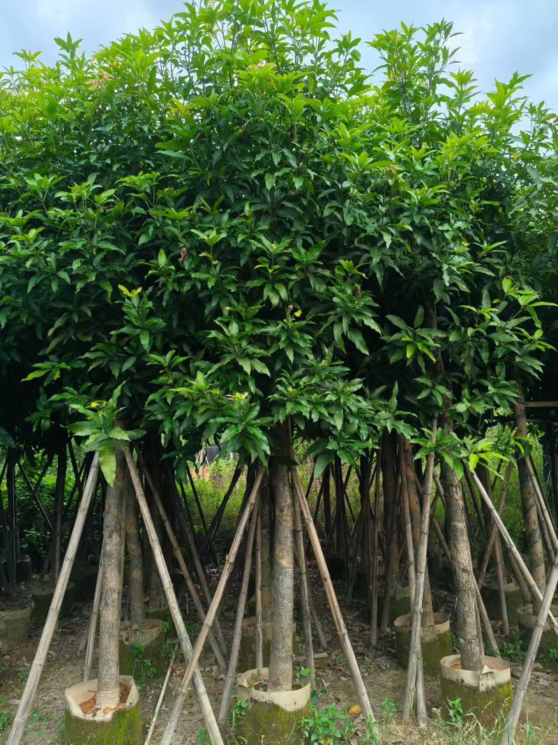 芒果树10-12公分出售自家货源可视频看货