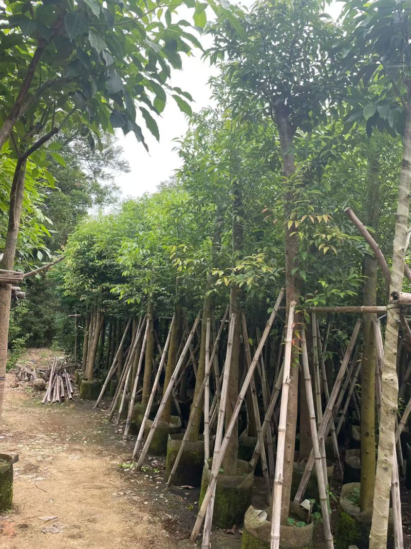 阴香（天竺桂）3-12公分大量出售可视频看货
