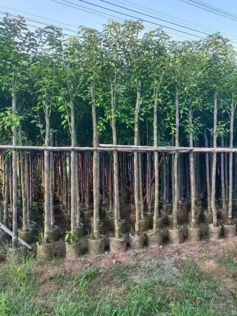 阴香（天竺桂）3-12公分大量出售可视频看货