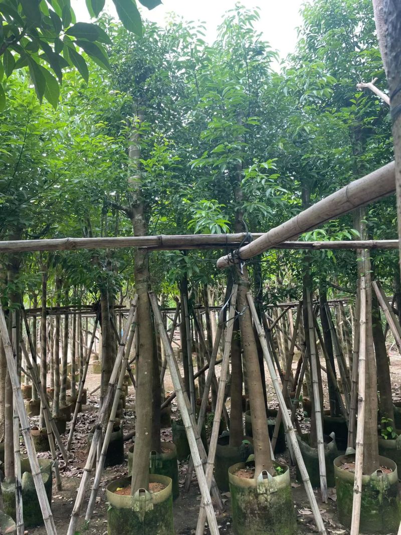 阴香（天竺桂）3-12公分大量出售可视频看货