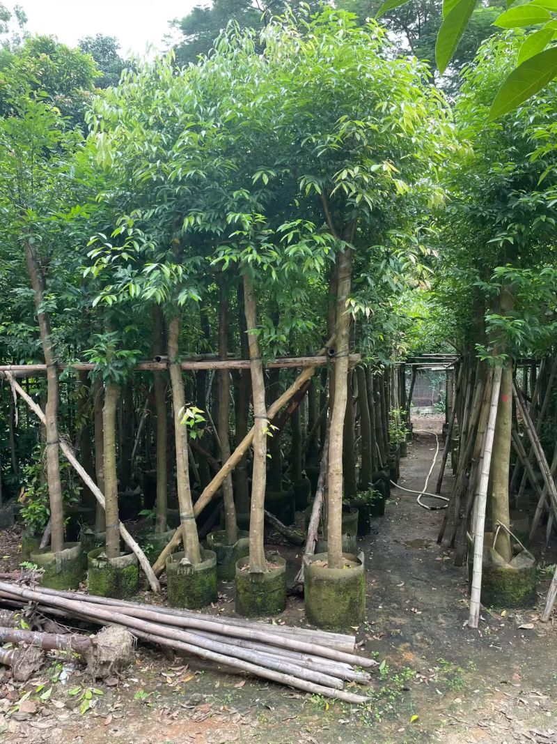 阴香（天竺桂）3-12公分大量出售可视频看货