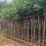 阴香（天竺桂）3-12公分大量出售可视频看货
