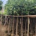 阴香（天竺桂）3-12公分大量出售可视频看货