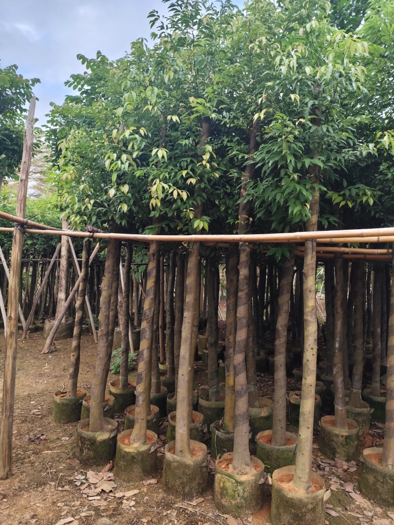 阴香（天竺桂）3-12公分大量出售可视频看货