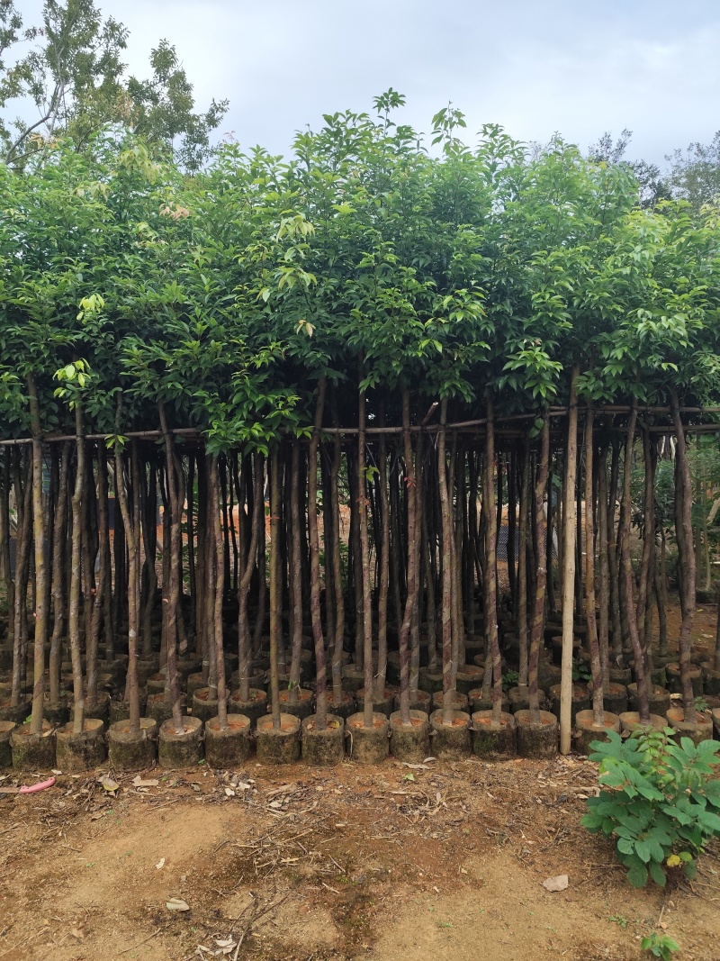 阴香（天竺桂）3-12公分大量出售可视频看货