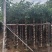 秋枫5-15公分大量出售基地直销自家货源可视频