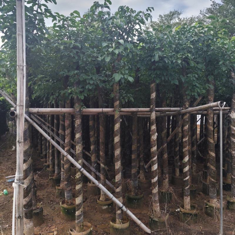 秋枫5-15公分大量出售基地直销自家货源可视频