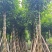 秋枫5-15公分大量出售基地直销自家货源可视频