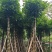 秋枫5-15公分大量出售基地直销自家货源可视频