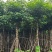 秋枫5-15公分大量出售基地直销自家货源可视频
