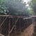 秋枫5-15公分大量出售基地直销自家货源可视频