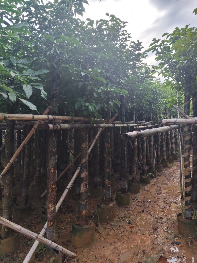 秋枫5-15公分大量出售基地直销自家货源可视频