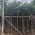 秋枫5-15公分大量出售基地直销自家货源可视频