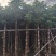 秋枫5-15公分大量出售基地直销自家货源可视频