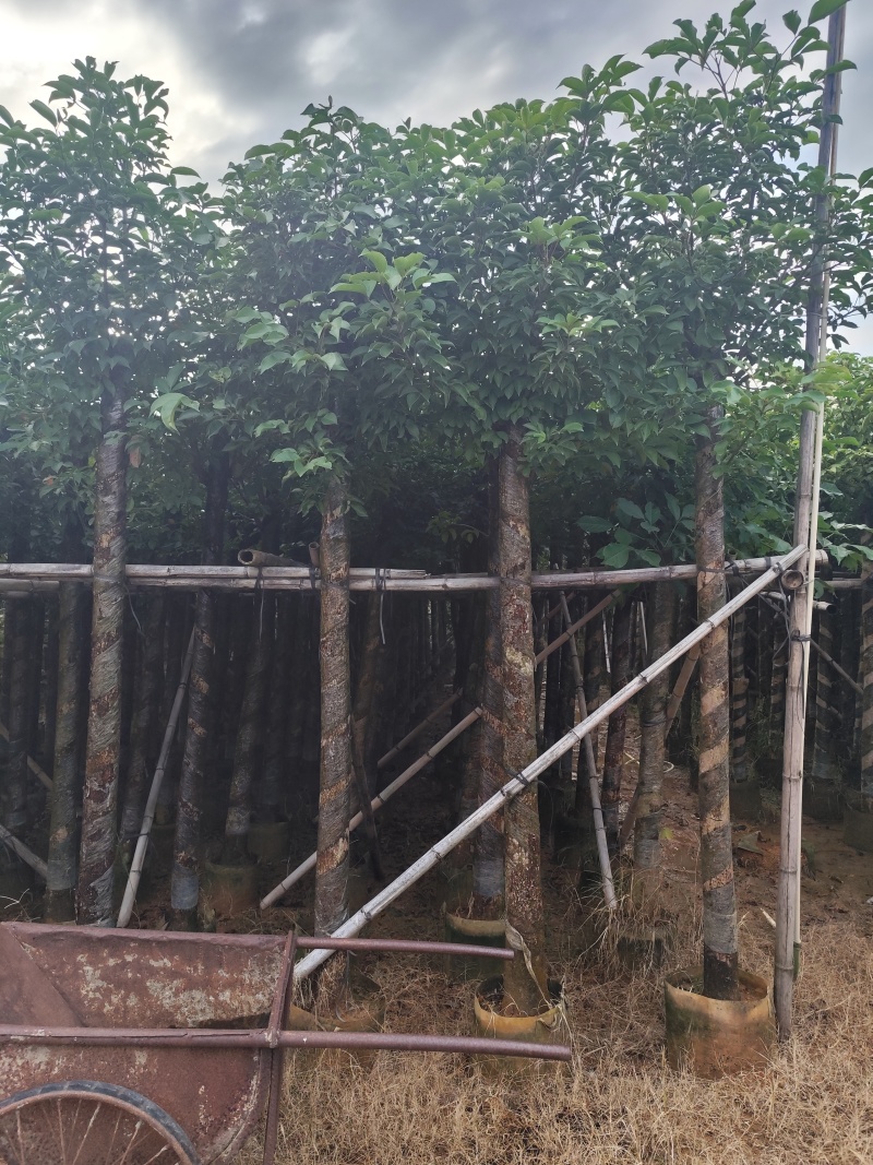 秋枫5-15公分大量出售基地直销自家货源可视频