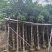 秋枫5-15公分大量出售基地直销自家货源可视频