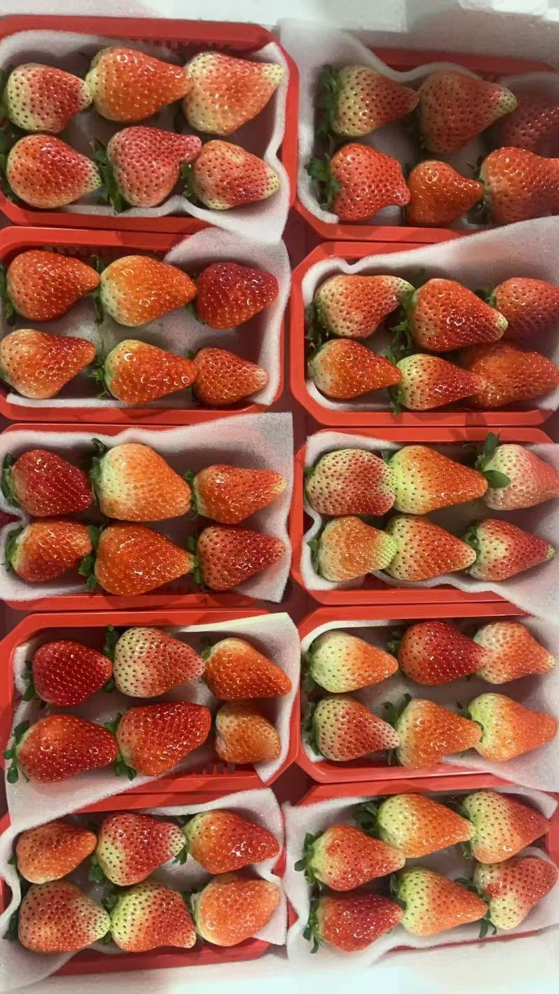 天仙醉草莓产地直供品质保证量大价优全国发货