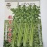 航育一号实芹种子璐通芹菜种子厂家直销品质保障