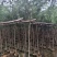 串钱柳（红千层）3-15公分大量出售基地直销自家货源