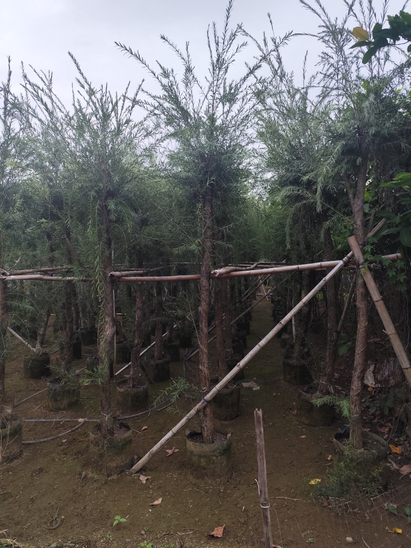 串钱柳（红千层）3-15公分大量出售基地直销自家货源