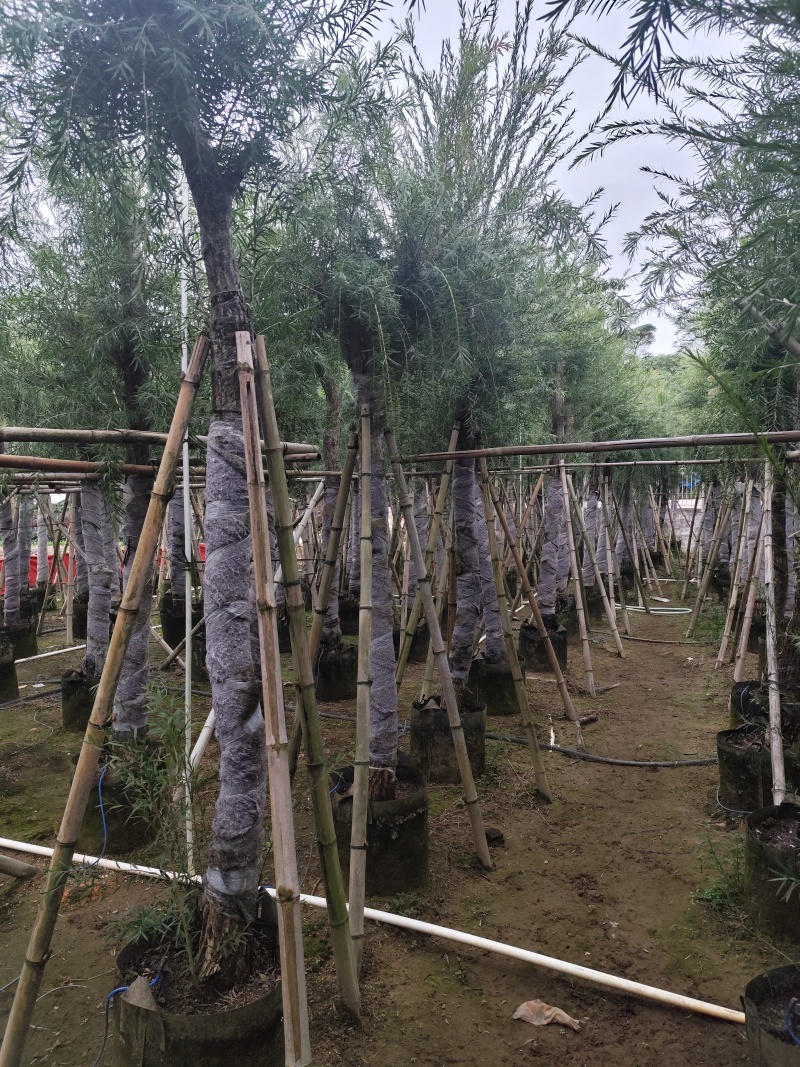 串钱柳（红千层）3-15公分大量出售基地直销自家货源