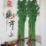 鲍芹种子璐通芹菜种子厂家直销品质保障