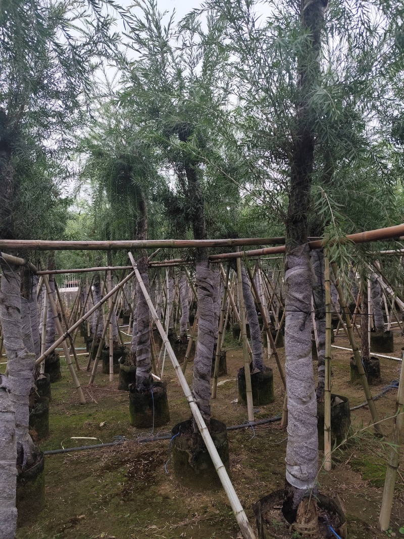 串钱柳（红千层）3-15公分大量出售基地直销自家货源