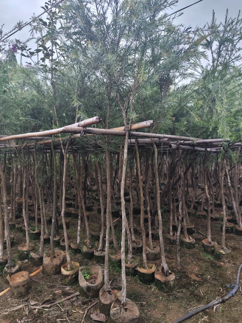 串钱柳（红千层）3-15公分大量出售基地直销自家货源