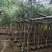 串钱柳（红千层）3-15公分大量出售基地直销自家货源