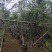 串钱柳（红千层）3-15公分大量出售基地直销自家货源