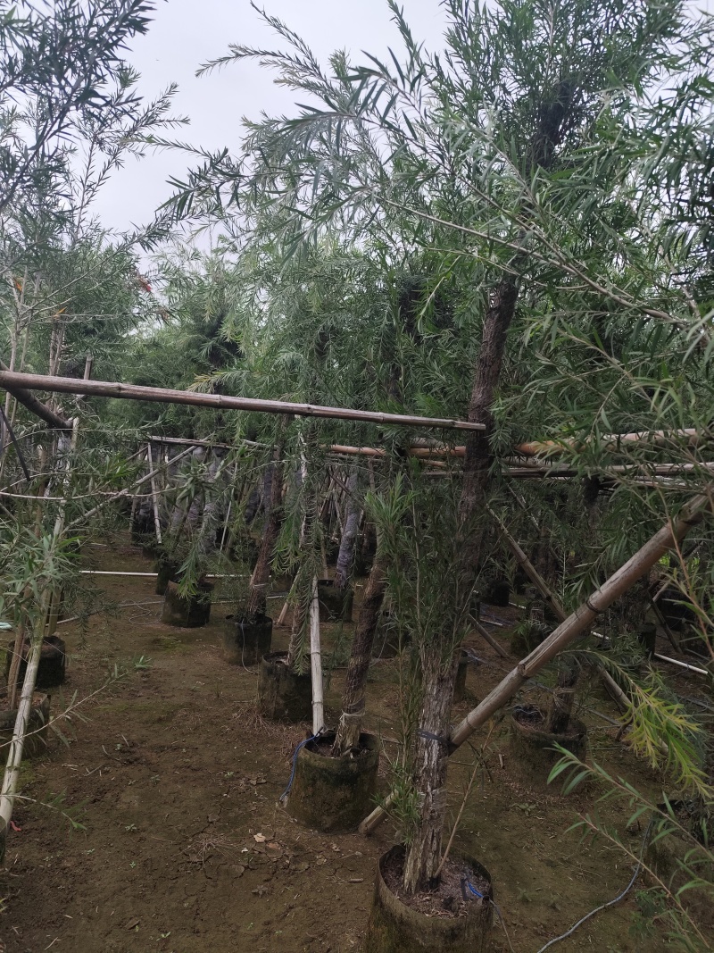 串钱柳（红千层）3-15公分大量出售基地直销自家货源