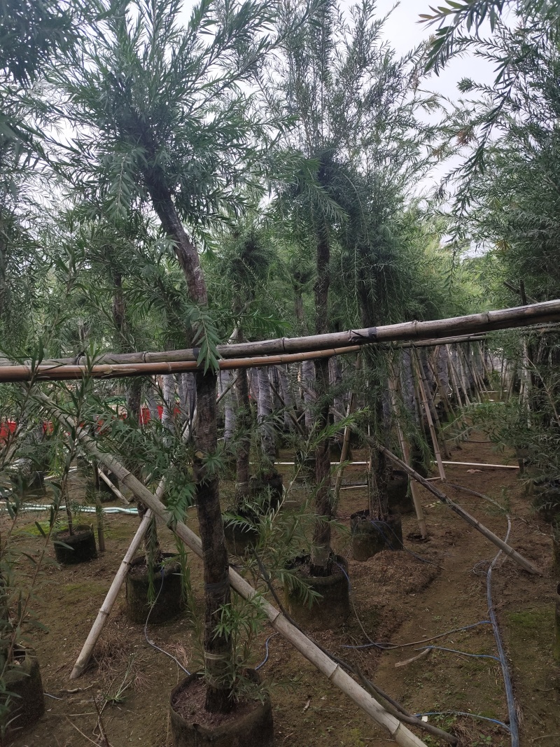 串钱柳（红千层）3-15公分大量出售基地直销自家货源