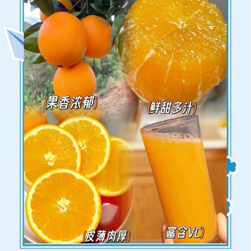 《实力》冰糖橙电商社团团购商超外贸农户一手货