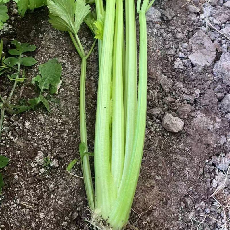 凯撒西芹种子璐通芹菜种子厂家直销品质保障
