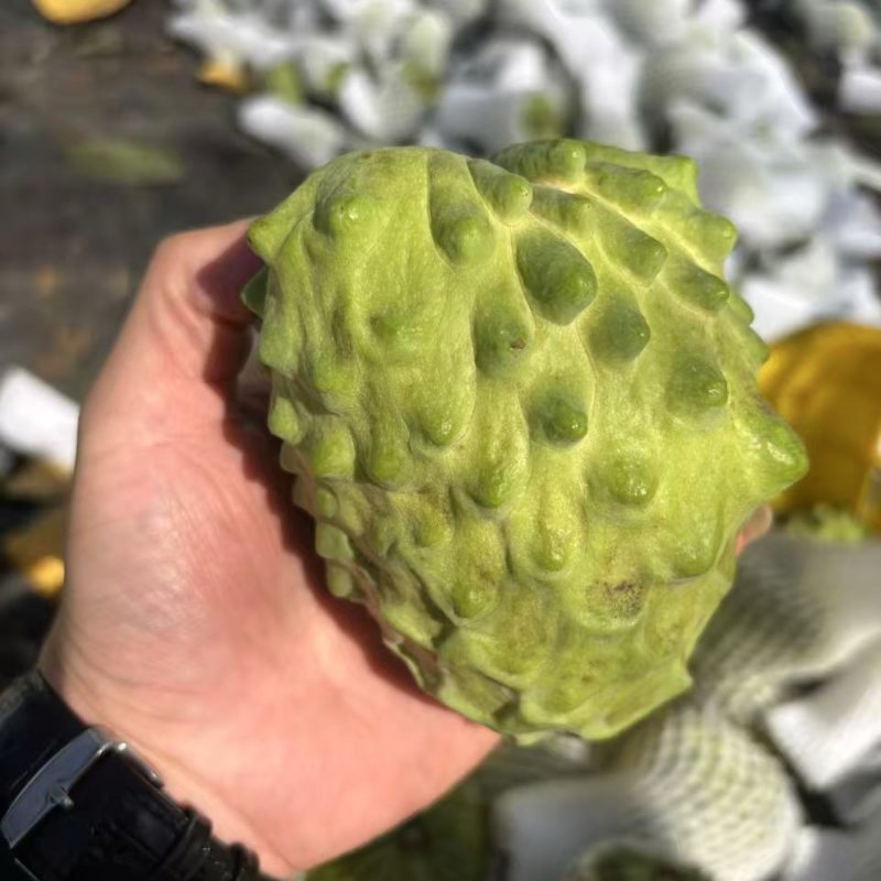 广西南宁释迦果新鲜上市了，货源充足，保质保量，规格齐全
