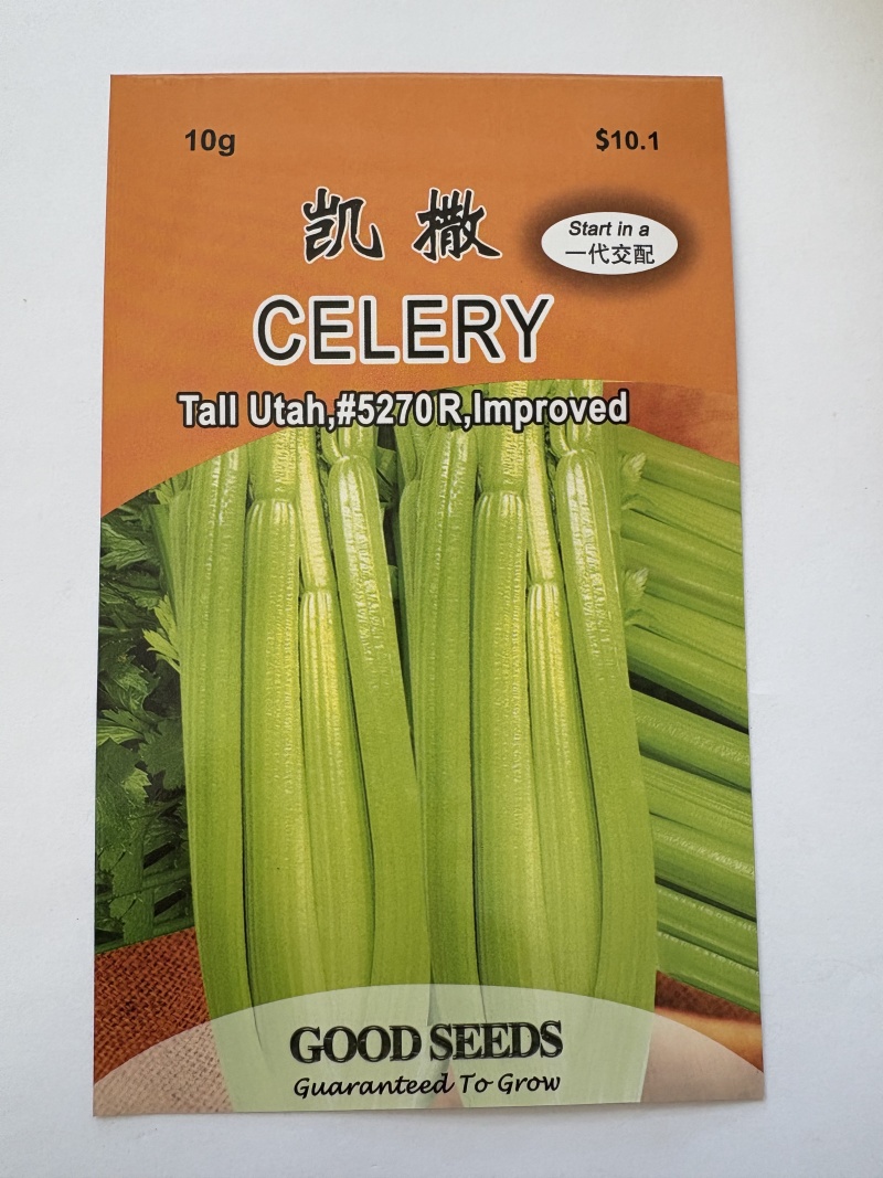 凯撒西芹种子璐通芹菜种子厂家直销品质保障