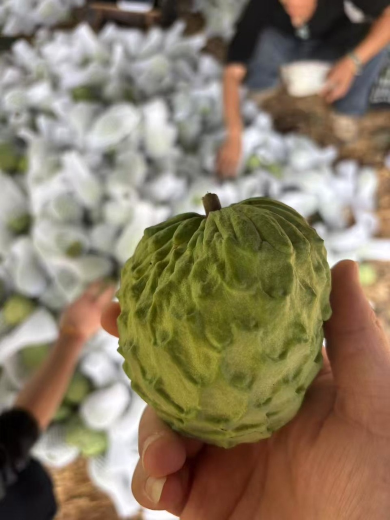 广西南宁释迦果新鲜上市了，货源充足，保质保量，规格齐全