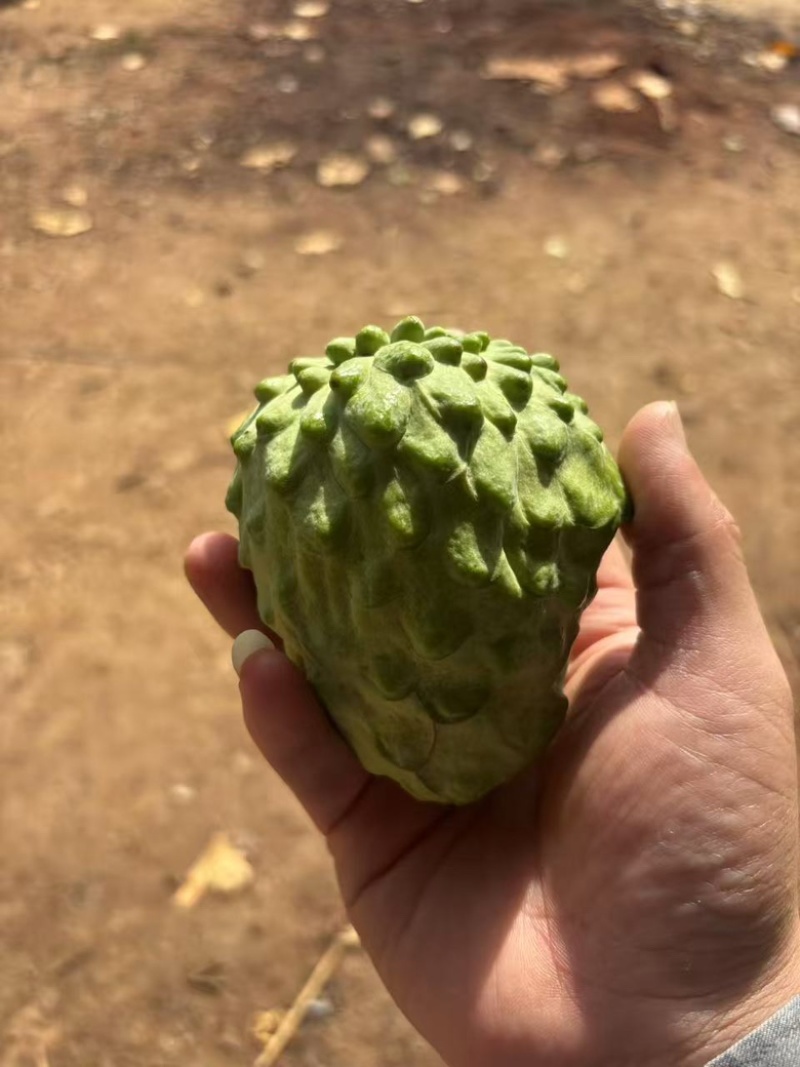 广西南宁释迦果新鲜上市了，货源充足，保质保量，规格齐全