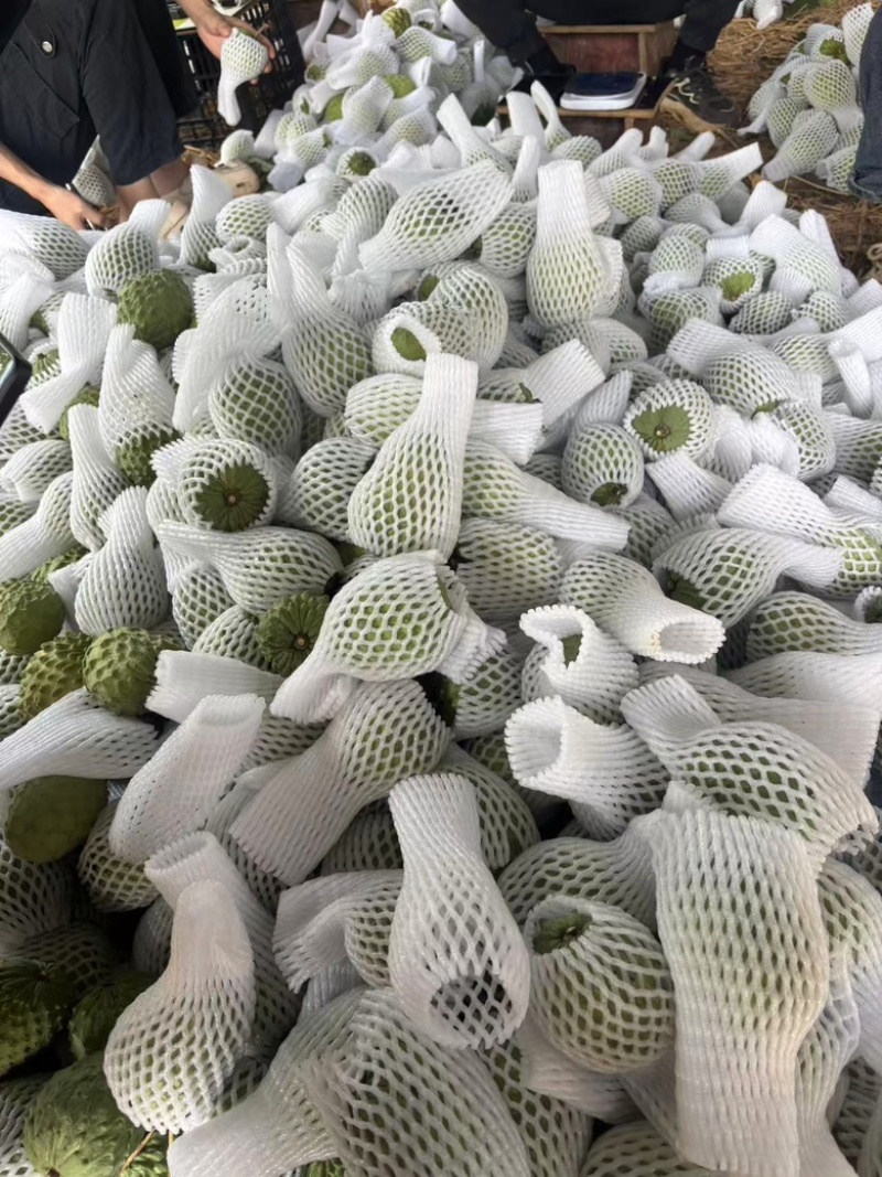 广西南宁释迦果新鲜上市了，货源充足，保质保量，规格齐全