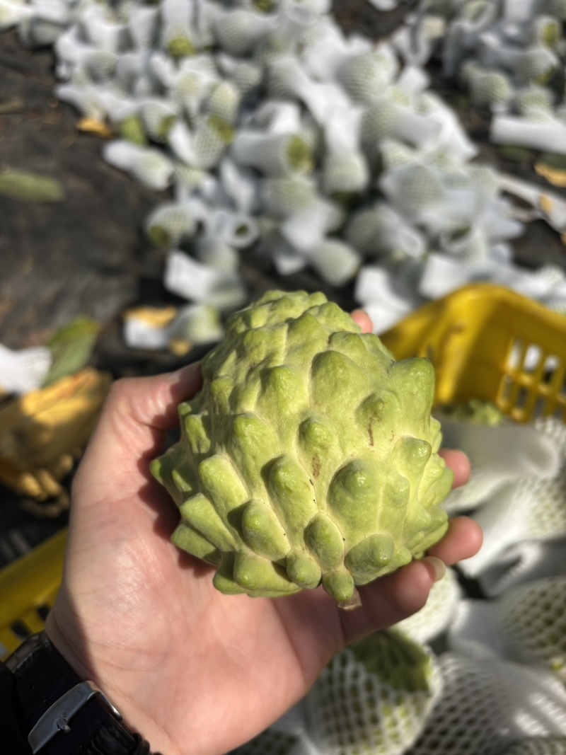 广西南宁释迦果新鲜上市了，货源充足，保质保量，规格齐全