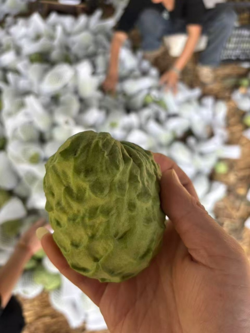 广西南宁释迦果新鲜上市了，货源充足，保质保量，规格齐全