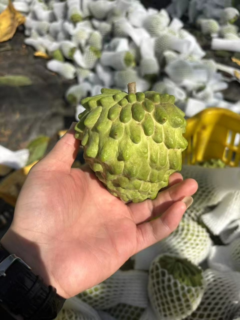 广西南宁释迦果新鲜上市了，货源充足，保质保量，规格齐全