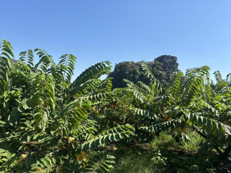 广西南宁释迦果新鲜上市了，货源充足，保质保量，规格齐全
