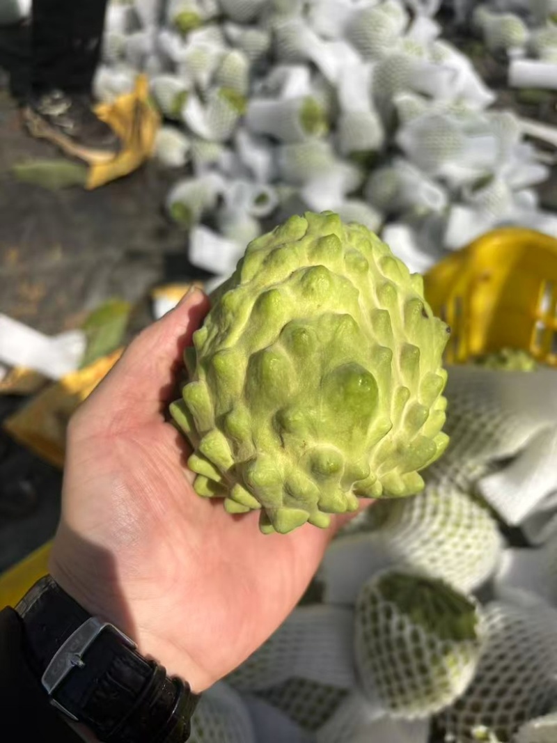 广西南宁释迦果新鲜上市了，货源充足，保质保量，规格齐全