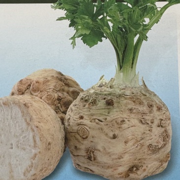 地中海根芹种子璐通芹菜种子厂家直销量大从优