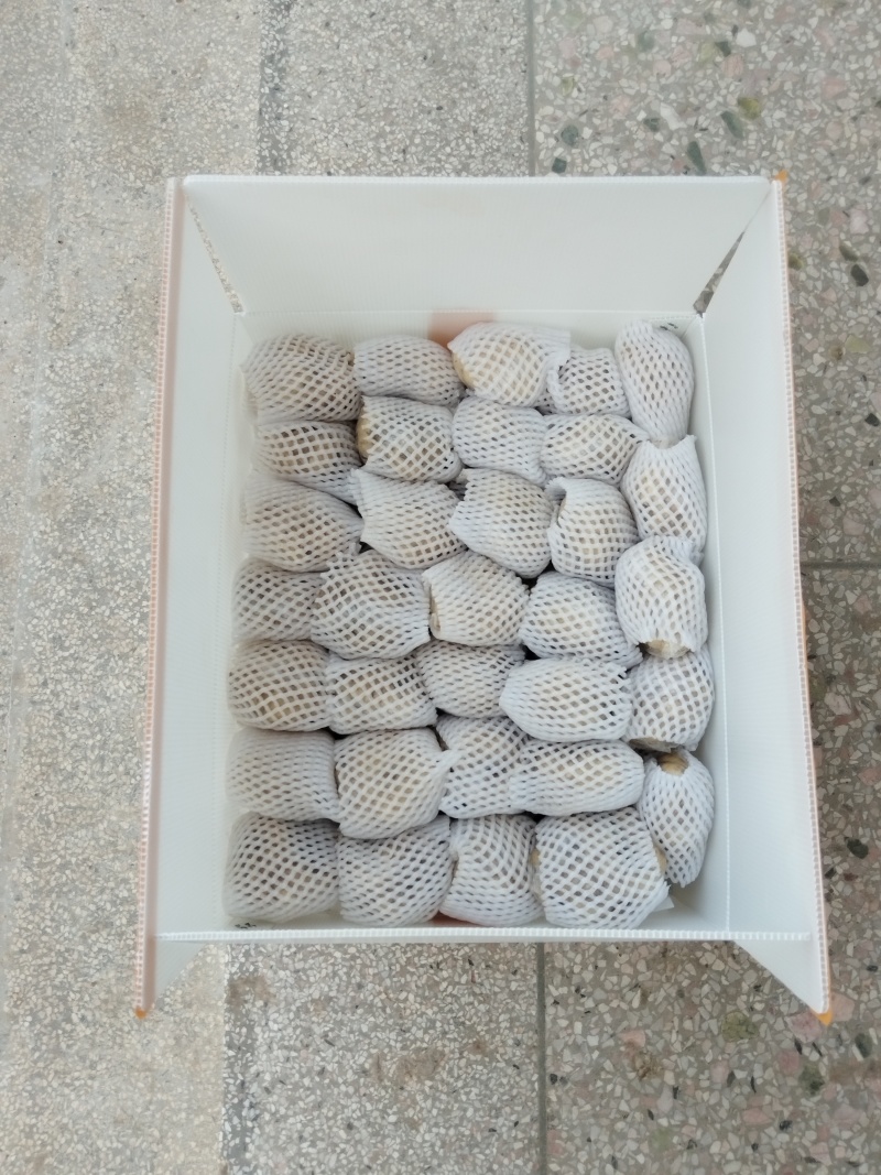 百合/新鲜百合/食用百合/甜百合