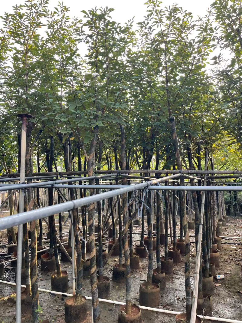 多花黄花风铃木3-7公分大量现货出售现货实拍树身直