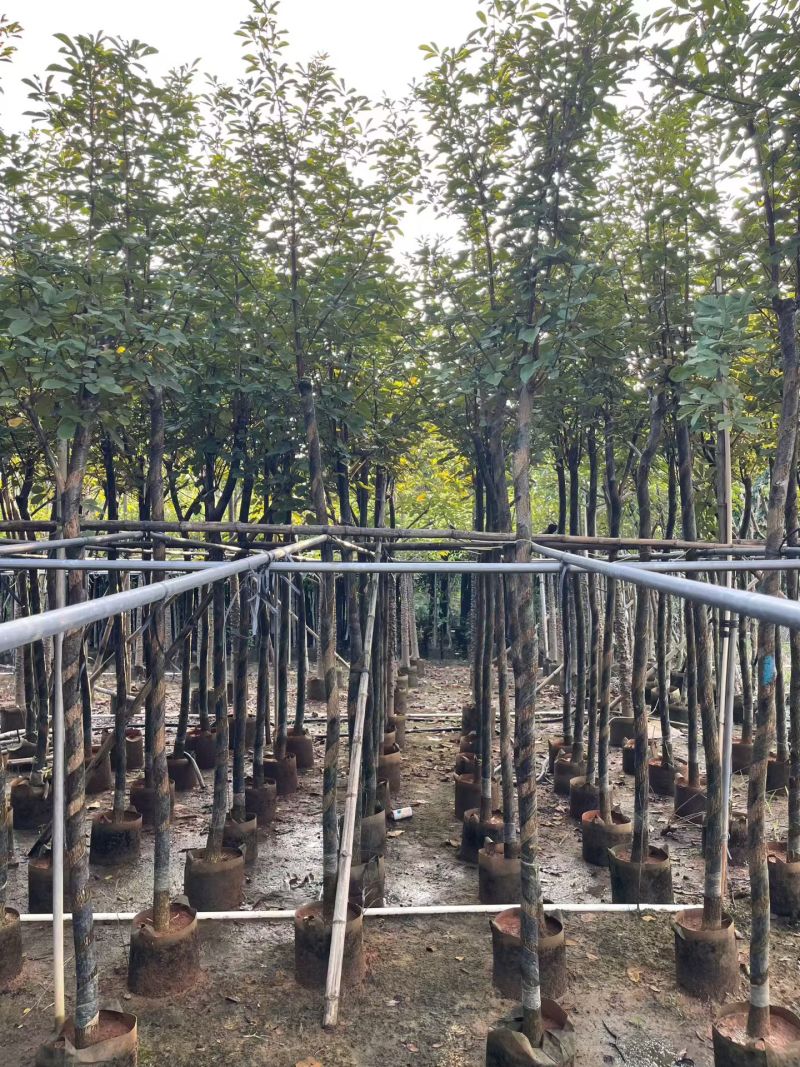 多花黄花风铃木3-7公分大量现货出售现货实拍树身直