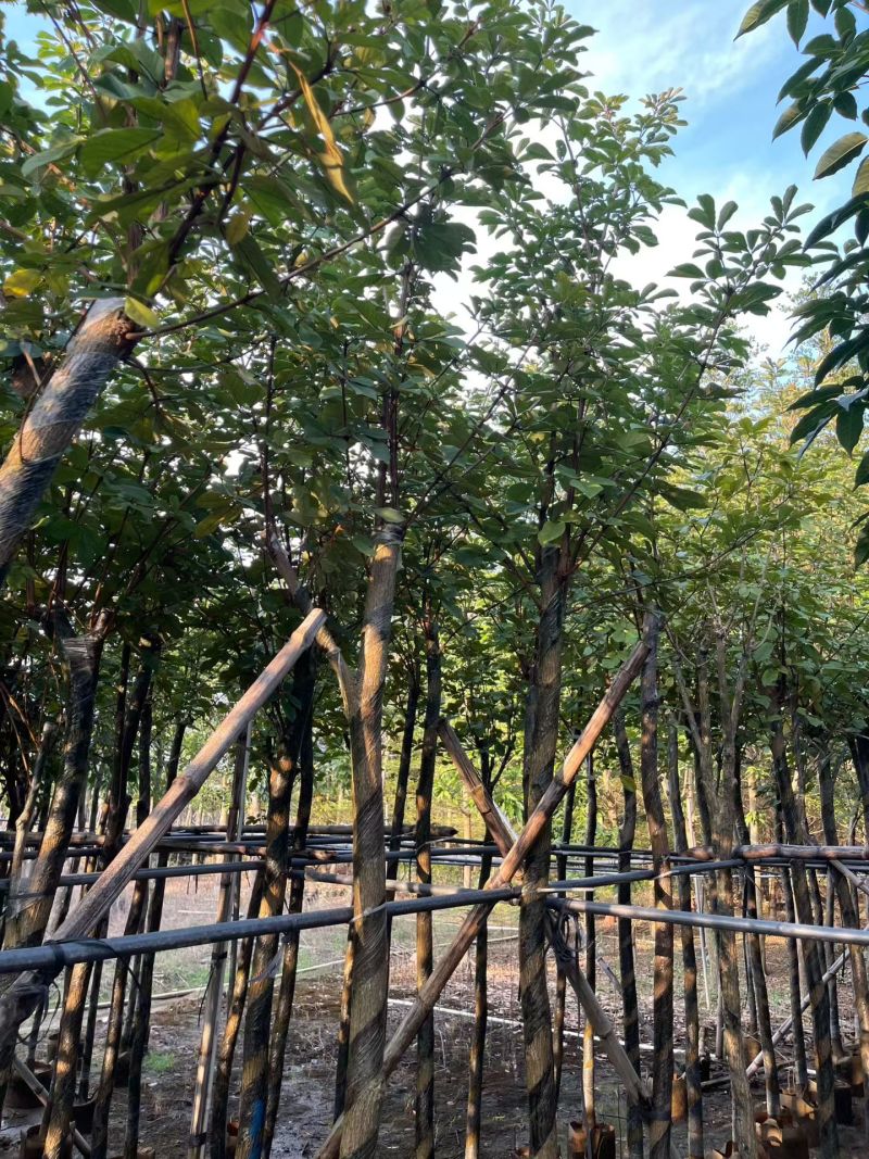 多花黄花风铃木3-7公分大量现货出售现货实拍树身直